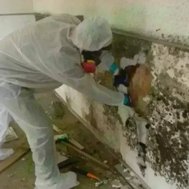 Mold Remediation and Removal in Woodland Park, NJ